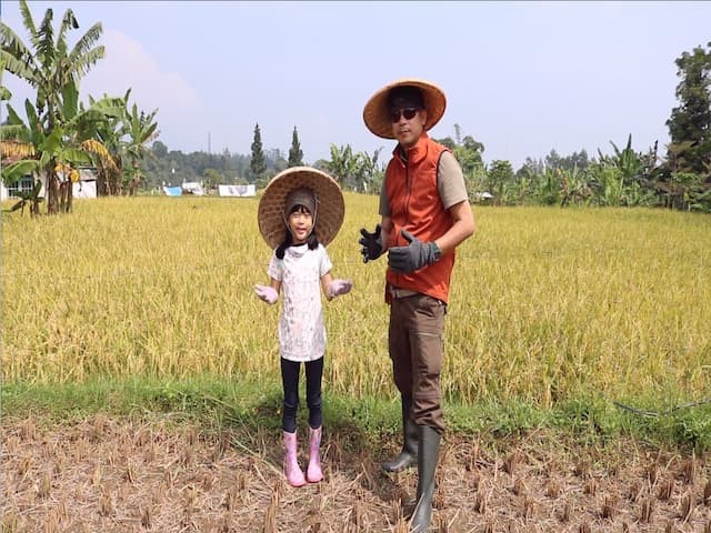 Pemandangan hamparan sawah ola